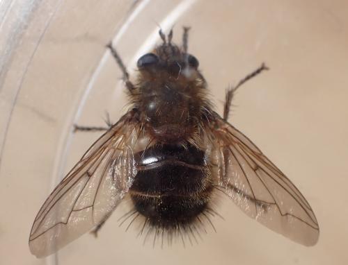 Tachina ursina